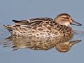 Garganey